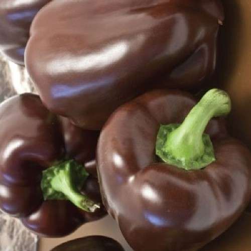 PEPPER SEEDS CHOCOLATE BEAUTY - 10 PEPPER SEEDS