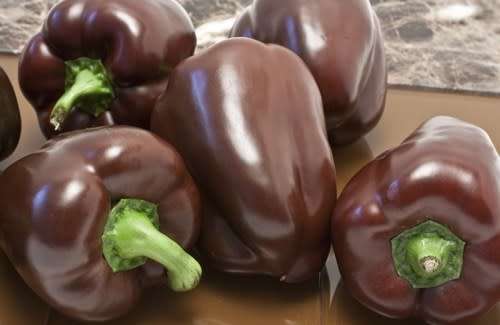 PEPPER SEEDS CHOCOLATE BEAUTY - 10 PEPPER SEEDS