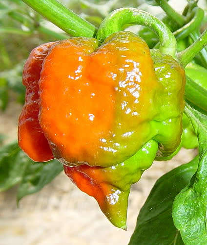 CHILLI SEEDS TRINIDAD BUTCH - 5 CHILLI SEEDS