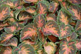 COLEUS SEEDS WIZARD CORAL SUNRISE - 15 COLEUS SEEDS