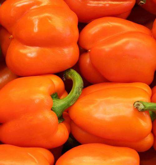 Pepper Seeds Orange Sun - 10 Pepper Seeds