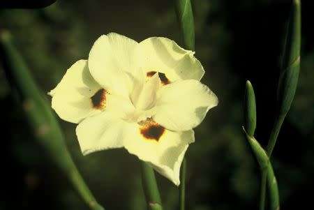 Dietes Seeds Bicolour - 10 Indigenous Seeds