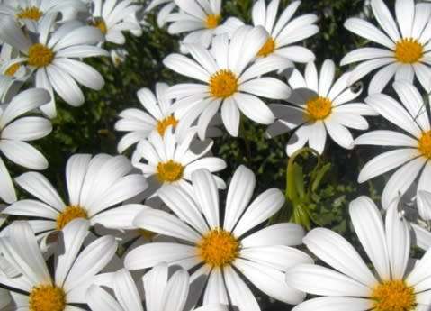 Dimorphotheca cuneata White - Indigenous South African Perennial Shrub - 10 Seeds