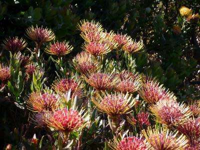 PROTEA SEEDS RIBBON PINCUSHION - 5 LEUCOSPERMUM TOTTUM