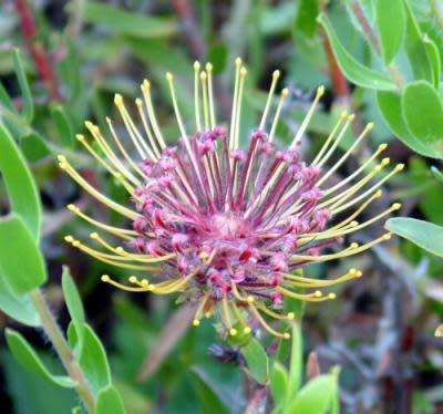 PROTEA SEEDS RIBBON PINCUSHION - 5 LEUCOSPERMUM TOTTUM