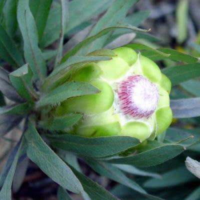 PROTEA SEEDS CORONATA - 5 PROTEA SEEDS