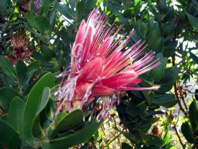 PROTEA SEEDS AUREA 5 SHUTTLECOCK SUGAR BUSH PROTEA SEEDS