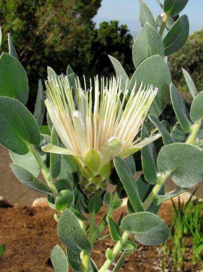 PROTEA SEEDS AUREA 5 SHUTTLECOCK SUGAR BUSH PROTEA SEEDS