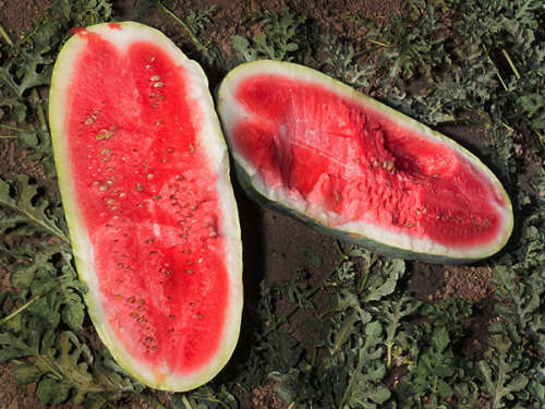 Watermelon Seeds Congo Hierloom - 20 Watermelon Seeds