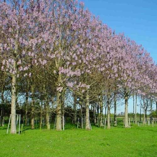 PAULOWNIA ELONGATA SEEDS - 10 TREE SEEDS