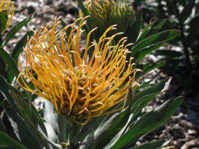PROTEA SEEDS LEUCOSPERMUM FORMOSUM - 5 PROTEA SEEDS