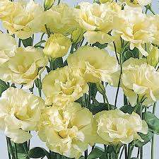 Lisianthus Seeds Abc Yellow - 10 Lisianthus Seeds