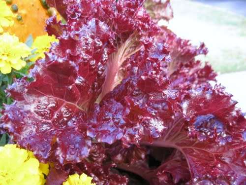 LETTUCE SEEDS RUBY - 500 LETTUCE SEEDS
