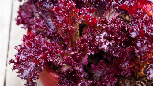 LETTUCE SEEDS RUBY - 500 LETTUCE SEEDS