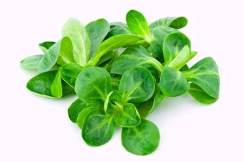 Lettuce Seeds Lambs Lettuce - 50 Lettuce Seeds