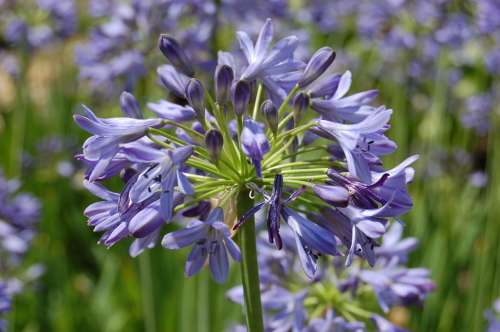 AGAPANTHUS SEEDS CAMPANULATIS - 10 AGAPANTHUS SEEDS