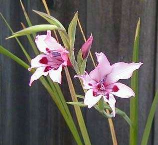 GLADIOLUS SEEDS PAINTED LADY - 5 GLADIOLUS SEEDS