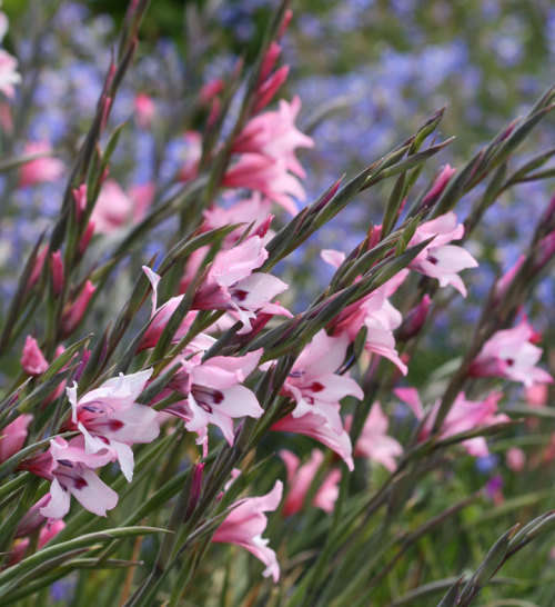 GLADIOLUS SEEDS PAINTED LADY - 5 GLADIOLUS SEEDS
