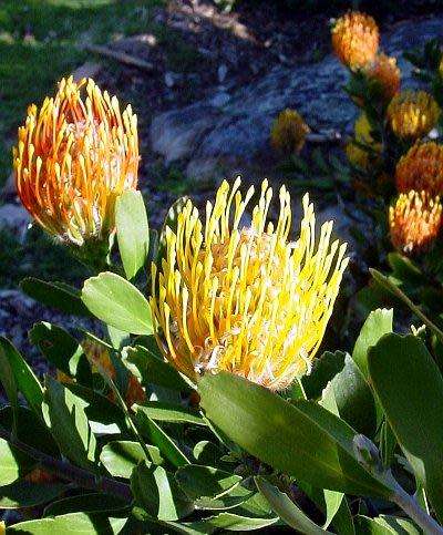 PROTEA SEEDS PINCUSHION CUNEIFORME - 5 PROTEA SEEDS