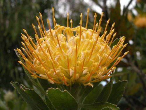 PROTEA SEEDS PINCUSHION CUNEIFORME - 5 PROTEA SEEDS