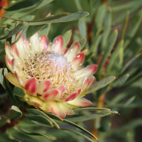 PROTEA SEEDS SCOLYMOCEPHALA - 5 PROTEA SEEDS