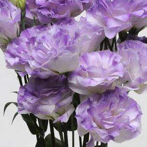 LISIANTHUS SEEDS ABC MISTY BLUE - 10 LISIANTHUS SEEDS