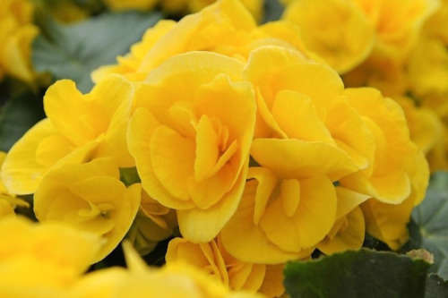 BEGONIA SEEDS NONSTOP YELLOW - 10 BEGONIA SEEDS