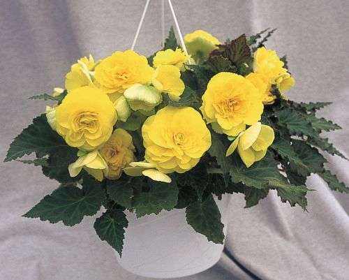 BEGONIA SEEDS NONSTOP YELLOW - 10 BEGONIA SEEDS