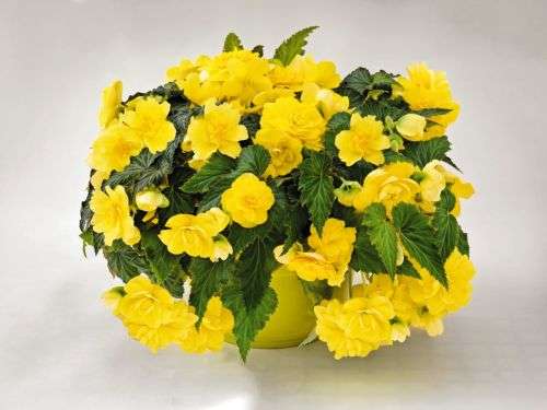 BEGONIA SEEDS NONSTOP YELLOW - 10 BEGONIA SEEDS