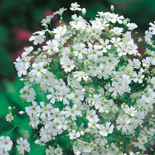 GYPSOPHILA SEEDS WHITE PERENNIAL- 200 GYPSOPHILA SEEDS