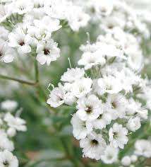 GYPSOPHILA SEEDS WHITE PERENNIAL- 200 GYPSOPHILA SEEDS