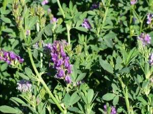ALFALFA SEED LUCERNE S.A.STANDARD - 1 KG LUCERNE SEED