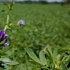 ALFALFA SEED LUCERNE S.A.STANDARD - 1 KG LUCERNE SEED