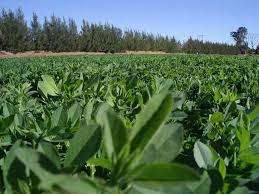 ALFALFA SEED LUCERNE S.A.STANDARD - 1 KG LUCERNE SEED