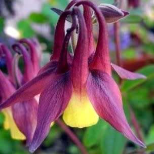 AQUILEGIA SEEDS OXYSEPALA - 10 AQUILEGIA SEEDS