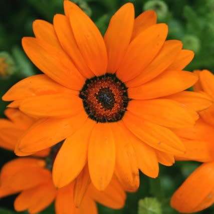 Dimorphotheca cuneata Orange - Indigenous South African Perennial Shrub - 10 Seeds