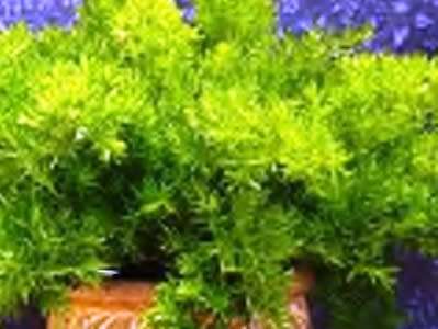Asparagus Densiflorus `Mazeppa` - Indigenous - 10 Asparagus Seeds