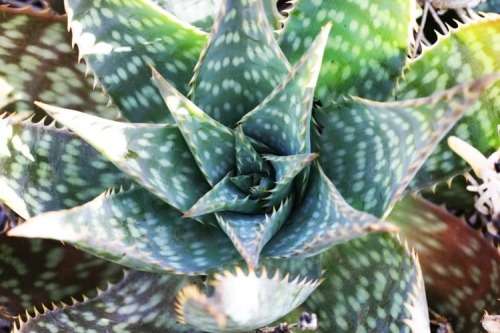 ALOE SEEDS MACULATA SOAP ALOE - 10 ALOE SEEDS