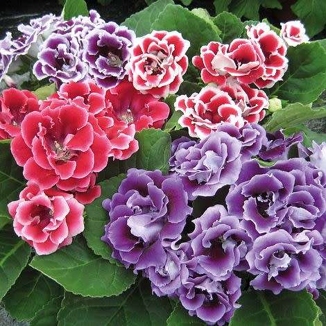 GLOXINIA SEEDS BROCADE MIX - 10 GLOXINIA SEEDS