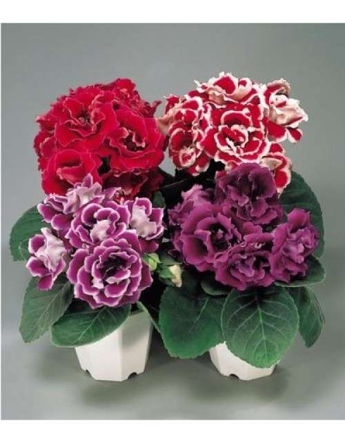 GLOXINIA SEEDS BROCADE MIX - 10 GLOXINIA SEEDS
