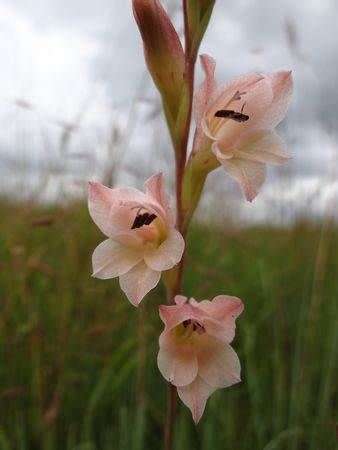 GLADIOLUS SEEDS EXIGUUS - 10 GLADIOLUS SEEDS