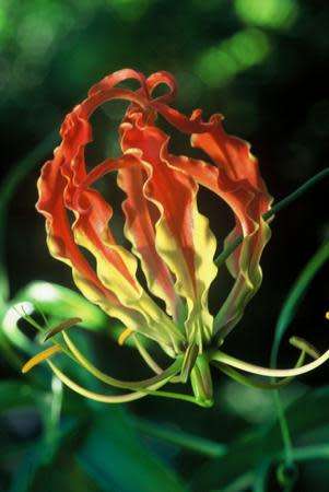 GLORIOSA SEEDS SUPERBA FLAME LILY - 10 GLORIOSA SEEDS