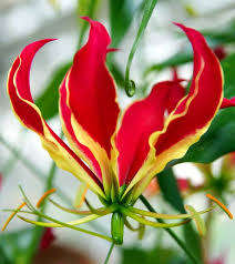 GLORIOSA SEEDS SUPERBA FLAME LILY - 10 GLORIOSA SEEDS