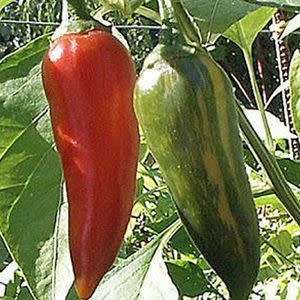 CHILLI SEEDS FISH CHILLI - 50 CHILLI SEEDS