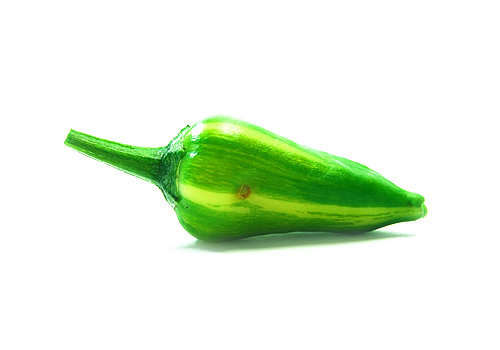 CHILLI SEEDS FISH CHILLI - 50 CHILLI SEEDS