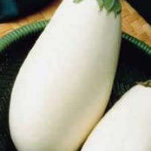 BRINJAL SEEDS CASPER - 50 BRINJAL SEEDS