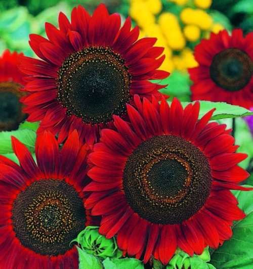 Sunflower Seeds Red Sun Mix - 50 Helianthus Seeds