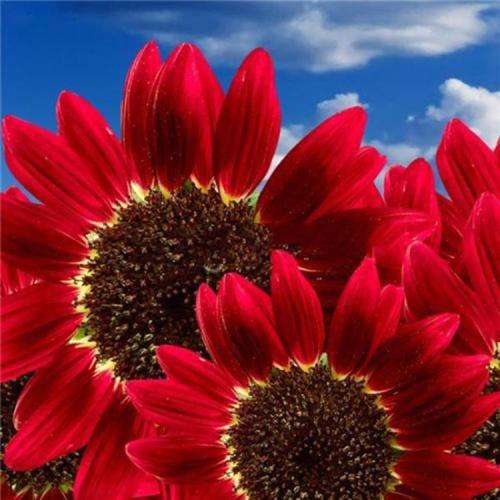 Sunflower Seeds Red Sun Mix - 50 Helianthus Seeds
