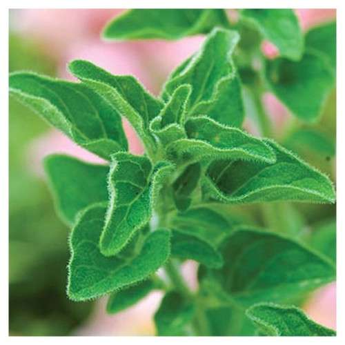 Oregano Seeds Greek Oregano - 100 Oregano Seeds