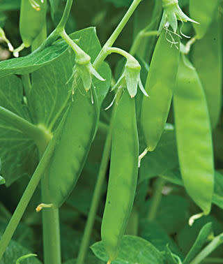 PEA SEEDS - SUGAR SNAP CASCADIA - 40 SEEDS